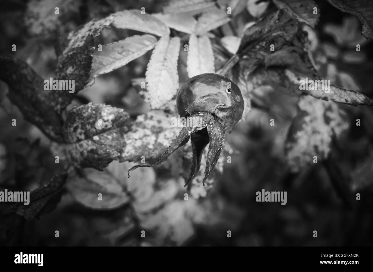 Fruit and dry leaves of a wild rose in autumn season, close up  black and white photo with selective focus Stock Photo