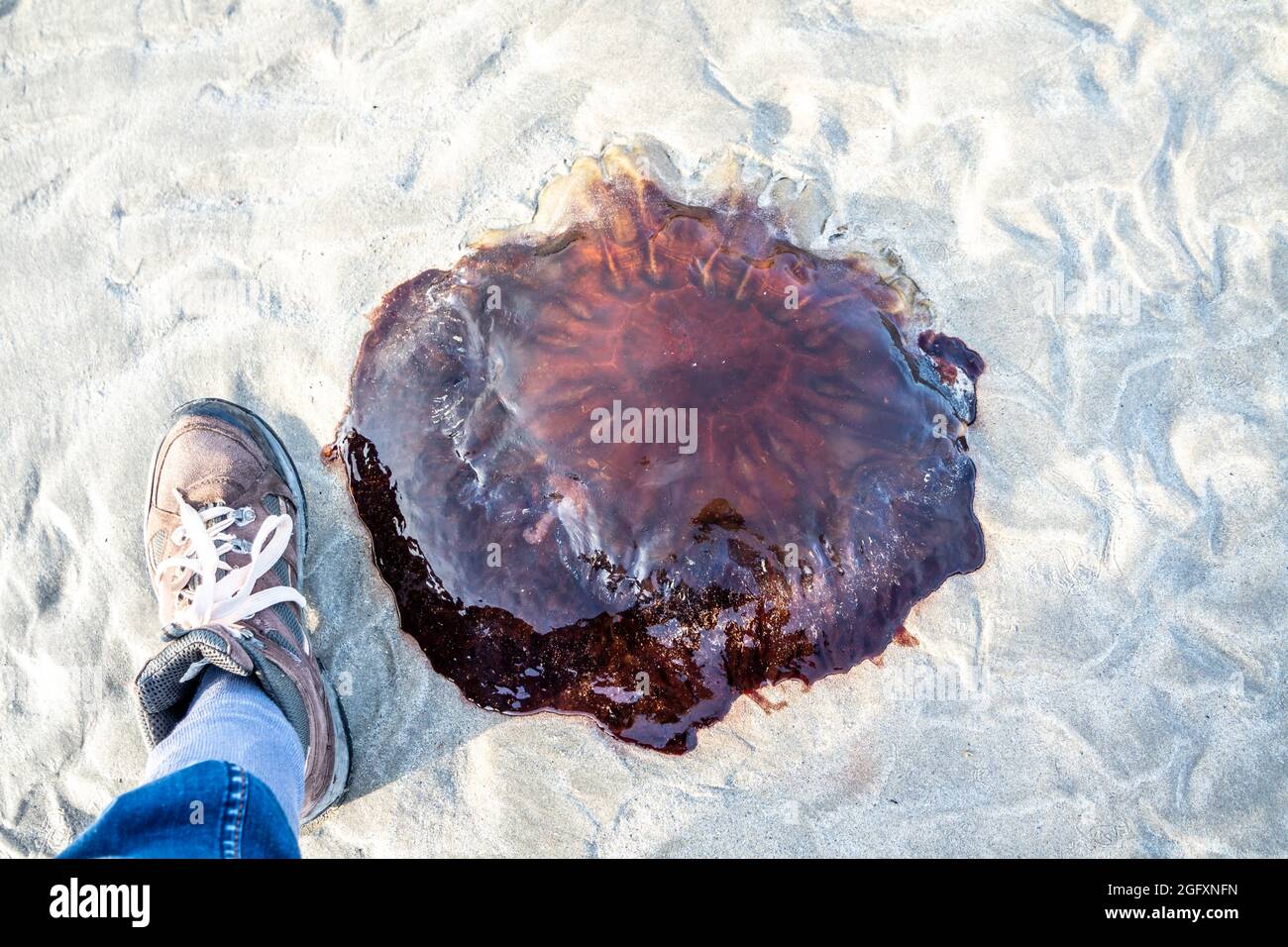 A very large Lions Mane Jellyfish - Cyanea Capillata - stranded on the beach. Stock Photo