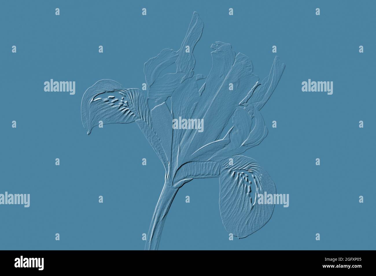Digitally embossed image of a Iris reticulata Stock Photo