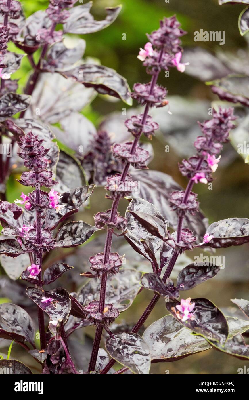 Dark Red Basil herb garden Ocimum basilicum 'Dark Opal' Stock Photo