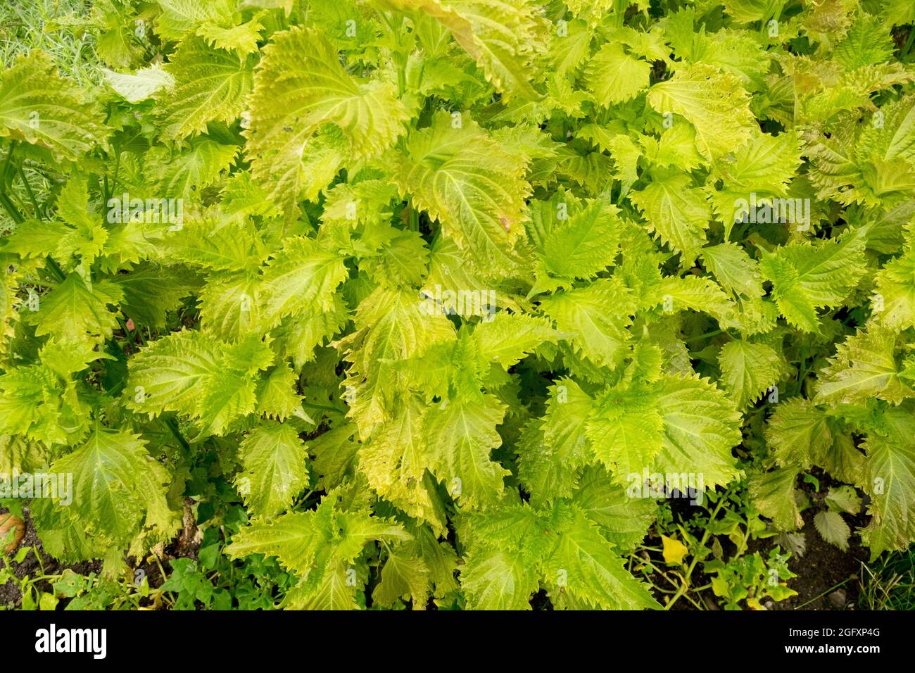 Perilla frutescens garden herb Shiso, Chinese Basil, Beefsteak Plant leafy vegetables Stock Photo