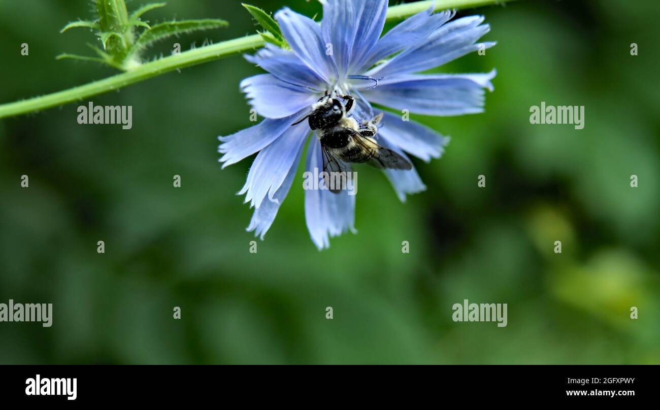 Close-up of a honey bee collecting nectar from the blue flower on a wild chicory plant growing in a meadow with a blurred green background. Stock Photo
