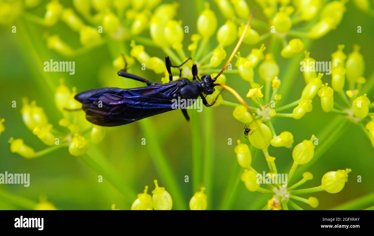 Close-up of a bent-shielded besieger wasp collecting nectar from the small yellow flowers on a wild parsnip plant growing in a field. Stock Photo