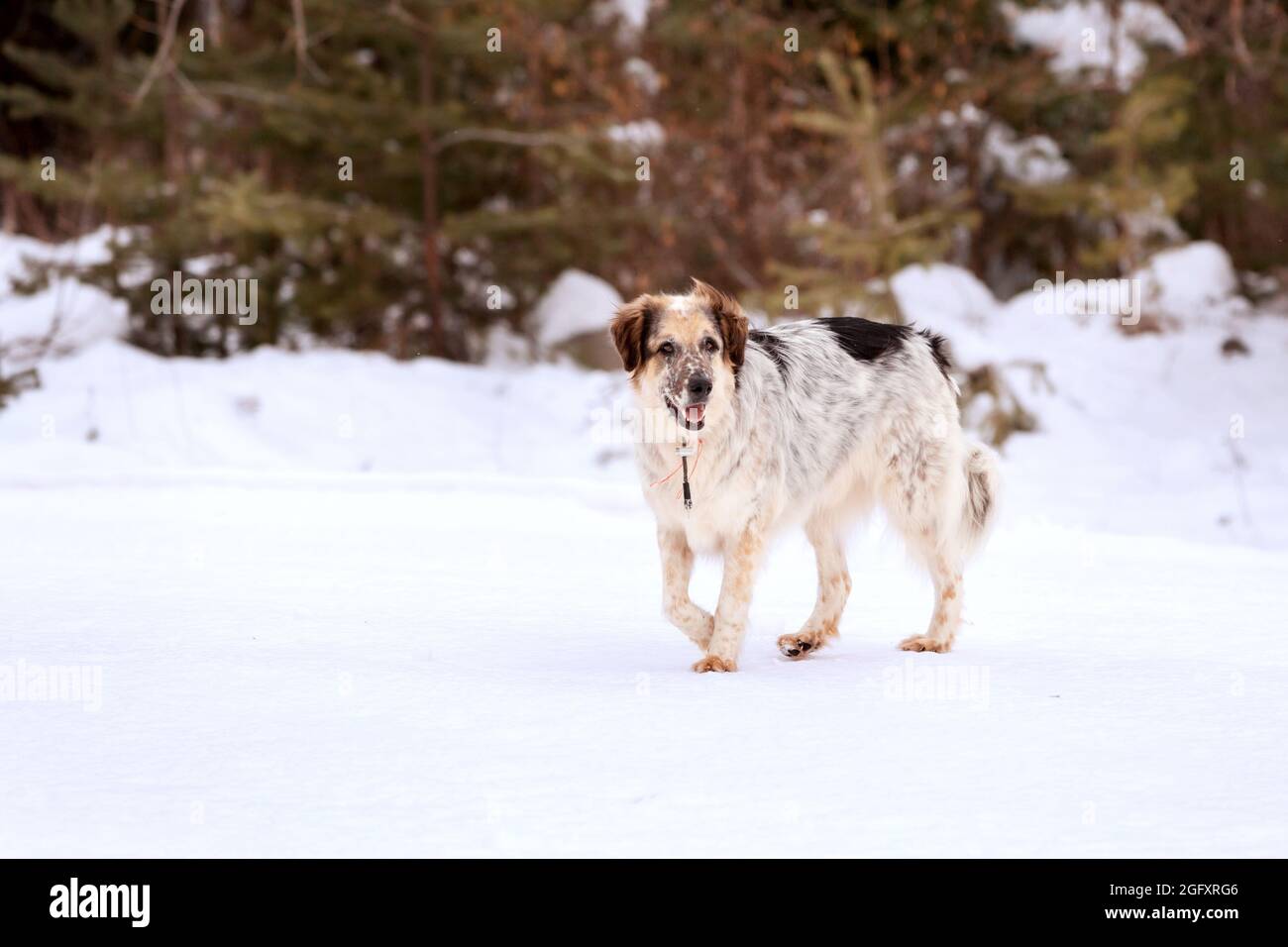 Why Does My Big Dog Stand Over My Little Dog