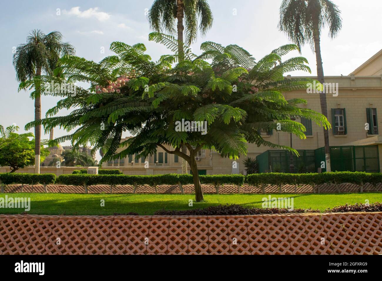 Cairo - Egypt - October 4, 2020: Garden of Abdeen Royal Palace with huge tree. Facade of Abdeen Royal Palace, located in Eastern Downtown of the city. Stock Photo