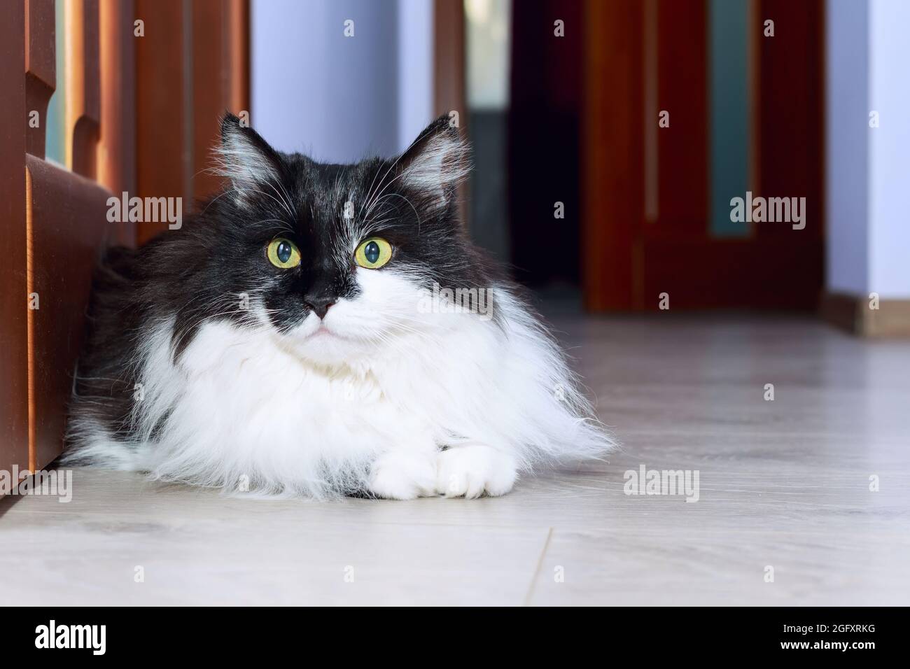 White and black fuzzy cat lying on the floor at home Stock Photo - Alamy