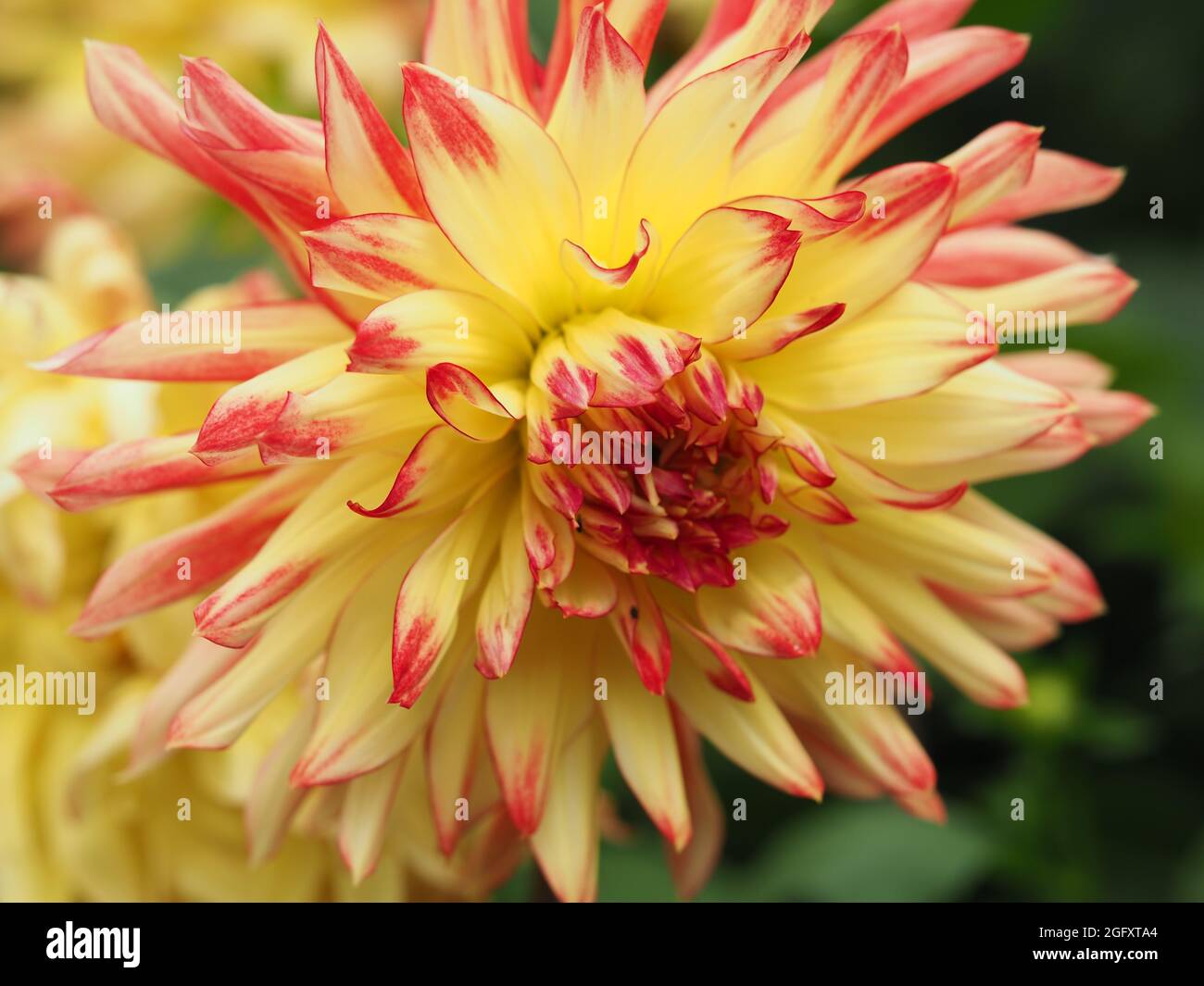 Beautiful yellow and red semi-cactus Dahlia flower Stock Photo