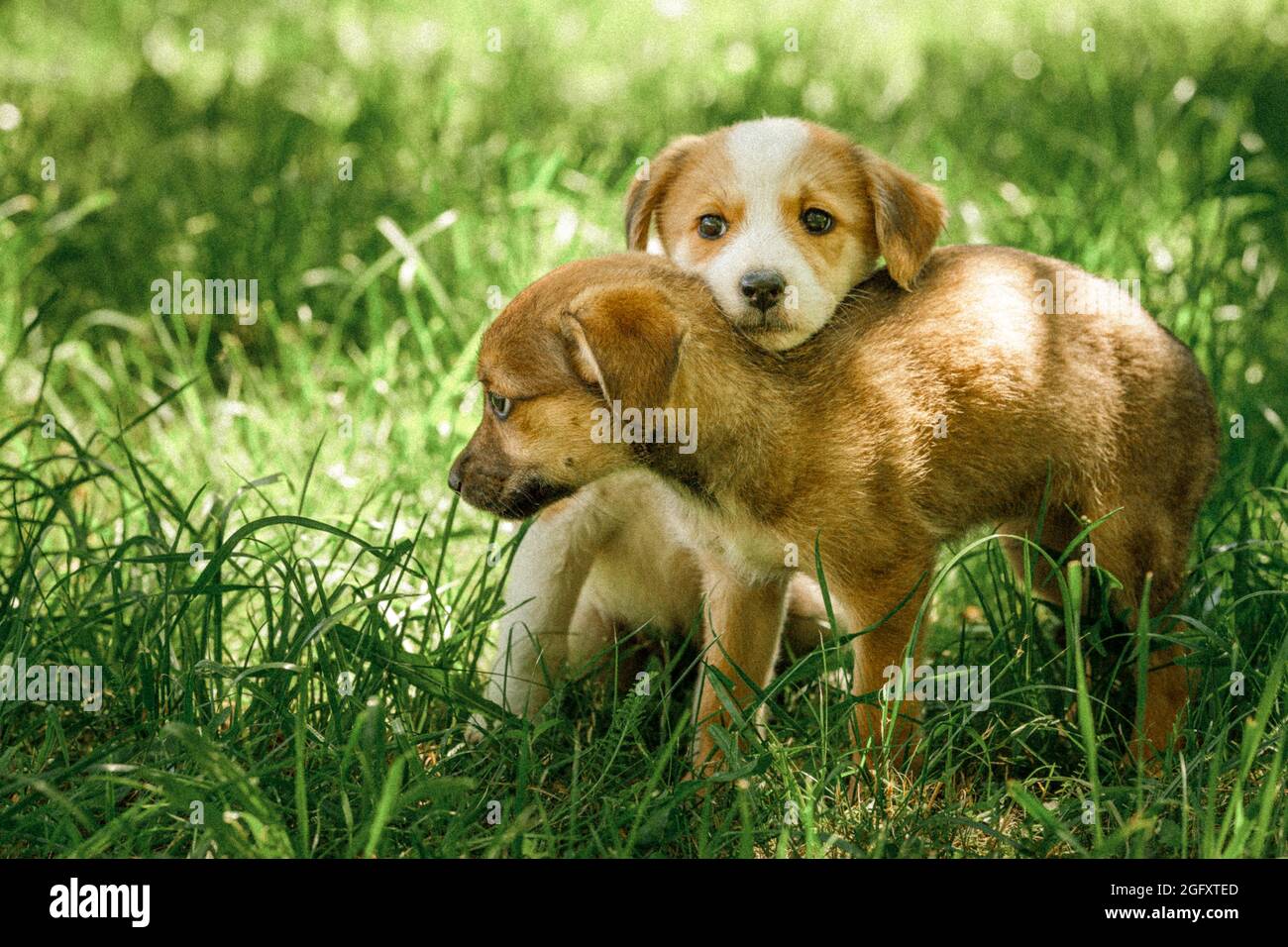 mother dog take care puppies with love Stock Photo