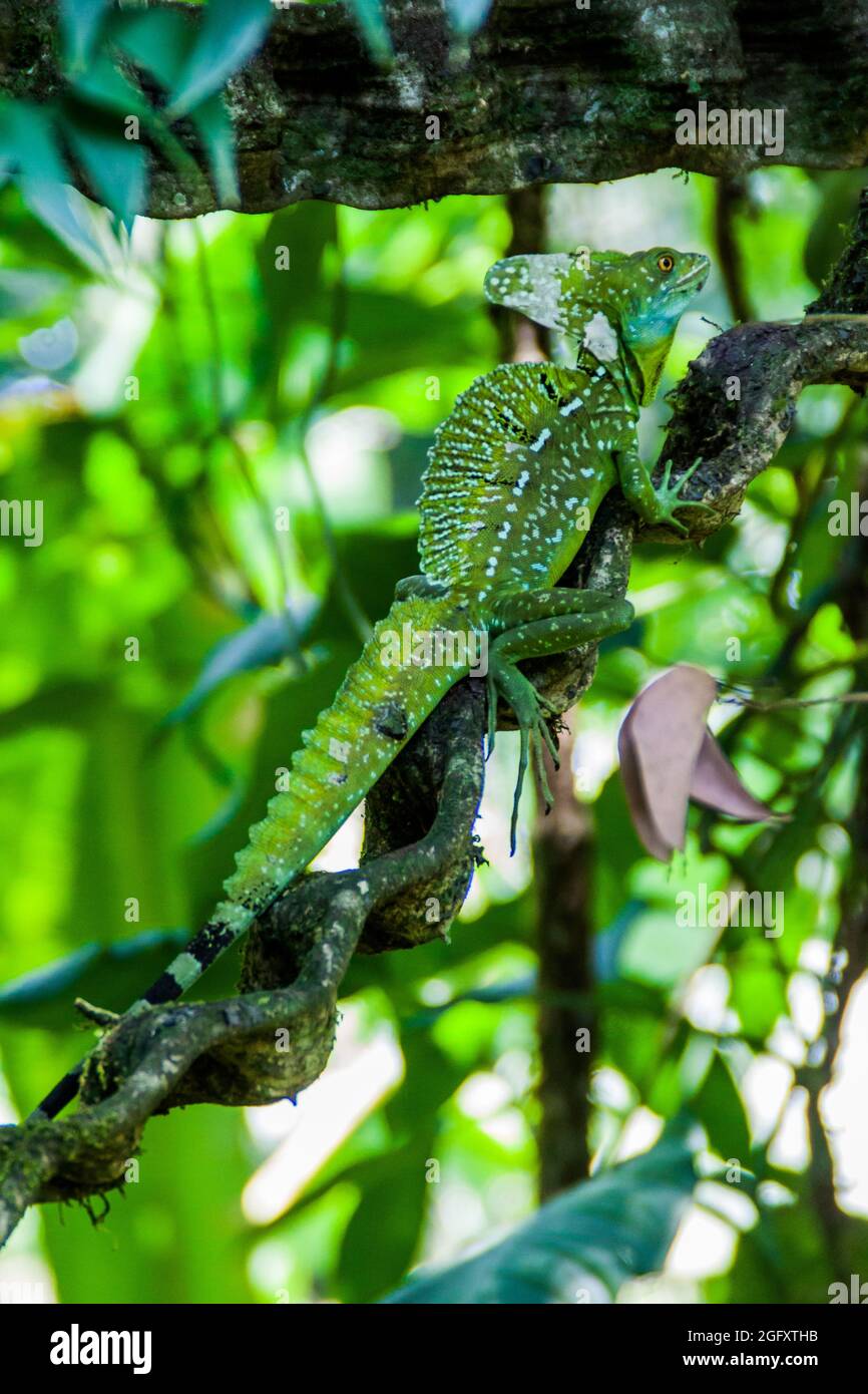 Plumed basilisk Basiliscus plumifrons , also called a green basilisk in a forest near La Fortuna, Costa Rica Stock Photo
