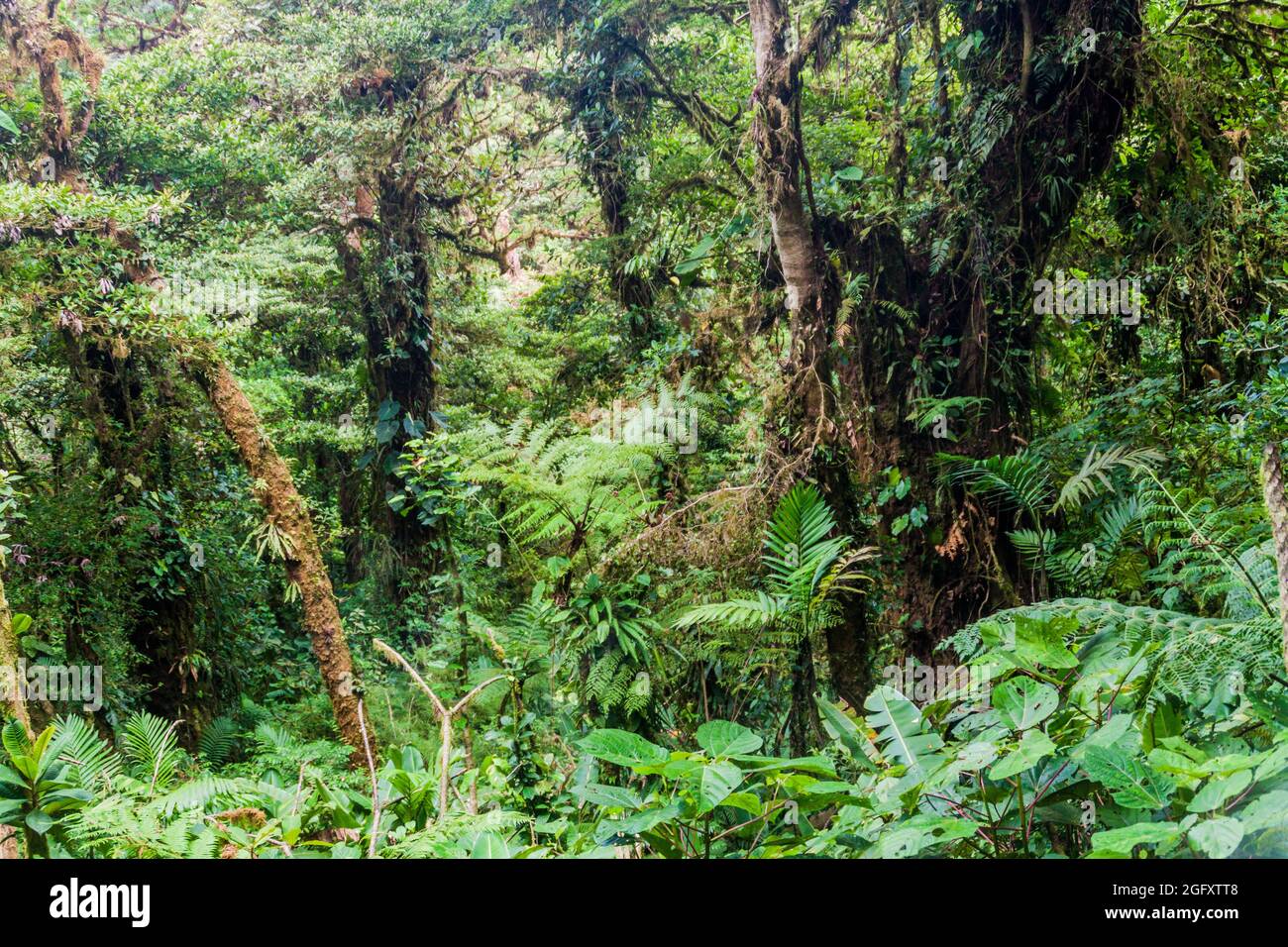 Cloud forest of Reserva Biologica Bosque Nuboso Monteverde, Costa Rica Stock Photo