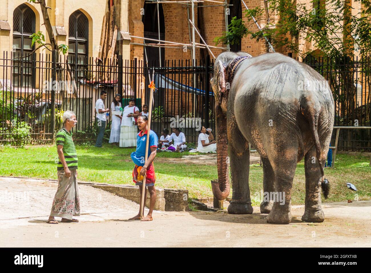 KANDY SRI LANKA JULY 19 2016 Elephant In The Streets Of Kandy kandy-sri-lanka-july-19-2016-elephant-in-the-streets-of-kandy