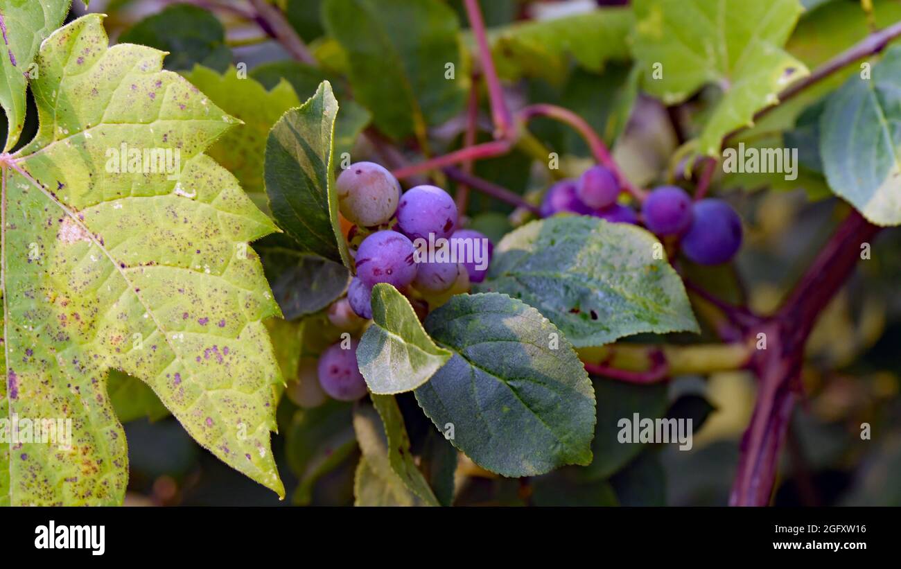 Closeup of the purple grapes on a fox grapevine plant growing wild at
