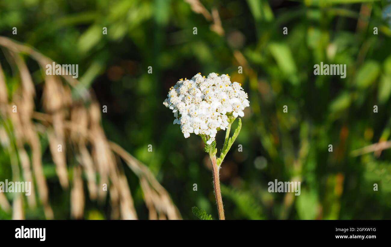 OLYMPUS DIGITAL CAMERA - Close-up of the tiny white flowers on a common yarrow plant growing in a field. Stock Photo