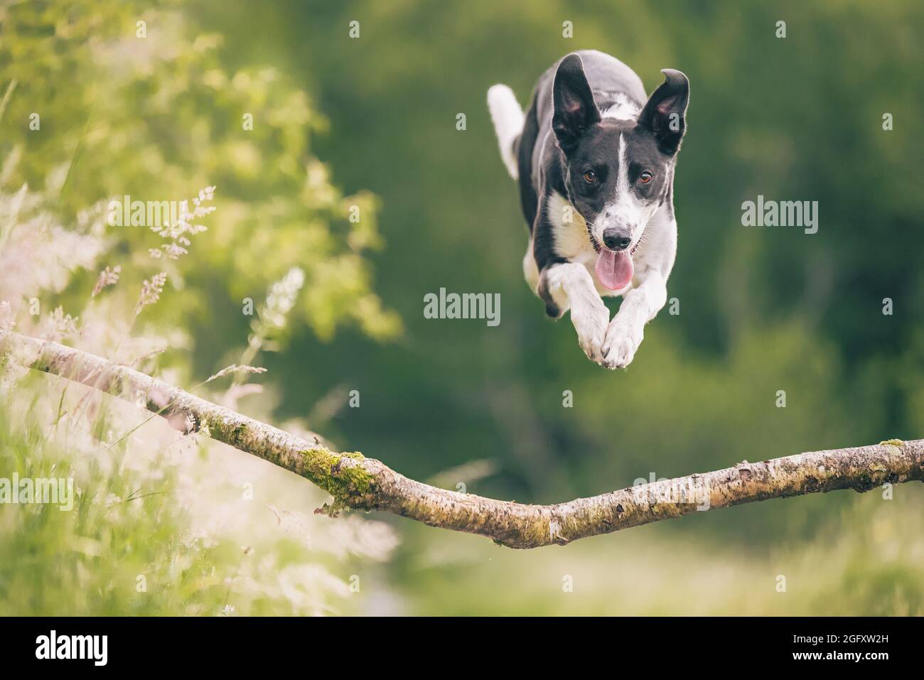 Collie dog jumping over tree branch in woods Stock Photo