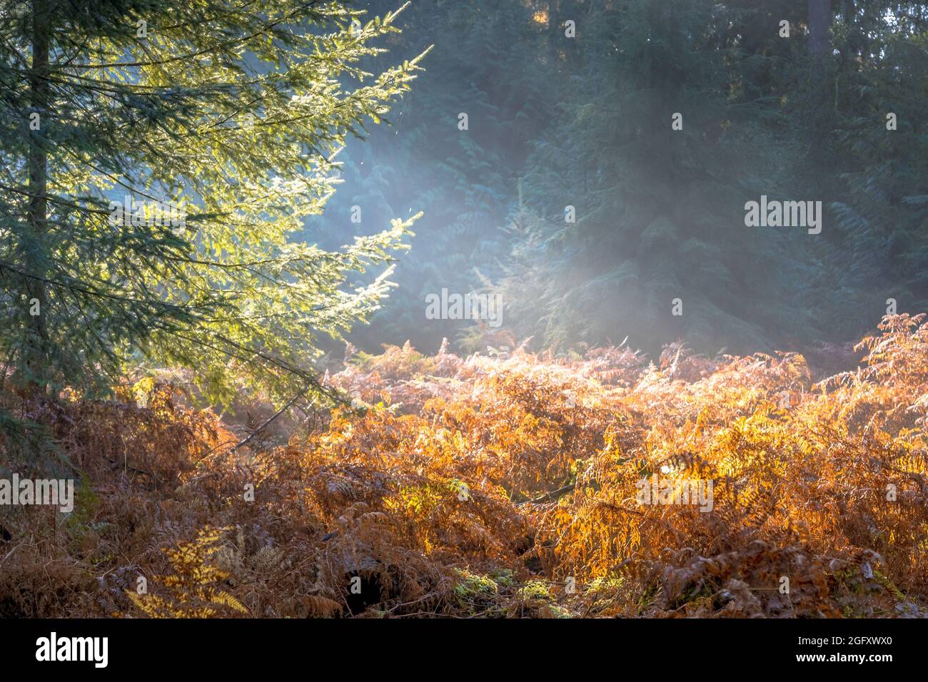 Sun rays shining in autumn forest also known as solar harp. Landscape scen in nature of Europe. Stock Photo