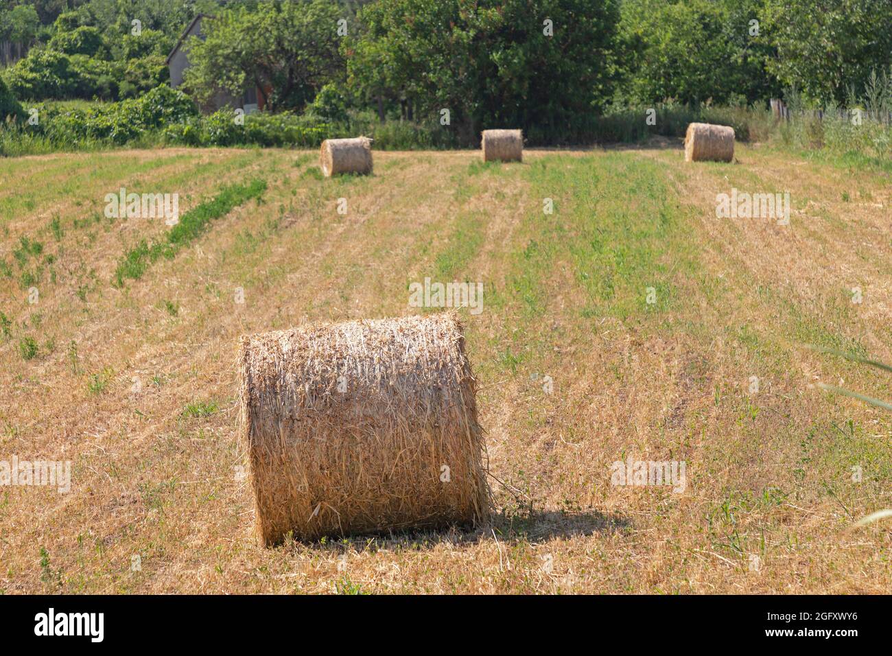 Round Hay Bales at Agriculture Meadow Field Summer Day Stock Photo - Alamy