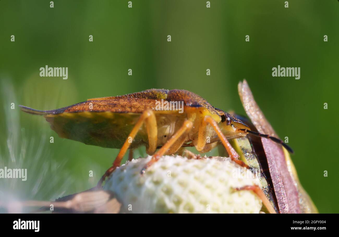 Extreme macro view of Heteroptera bug. Stock Photo
