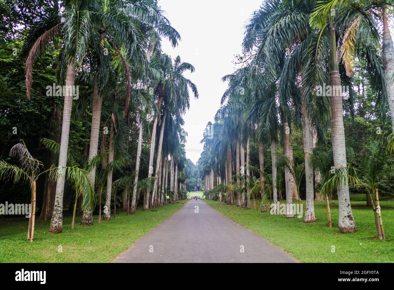 Sri lanka palm alley hi-res stock photography and images - Alamy