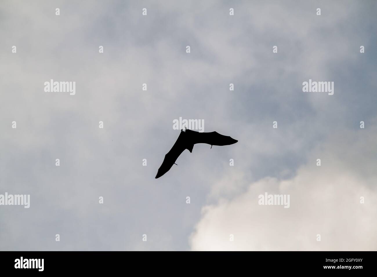 Fruit bat flying fox in Royal Botanic Gardens near Kandy, Sri Lanka Stock Photo