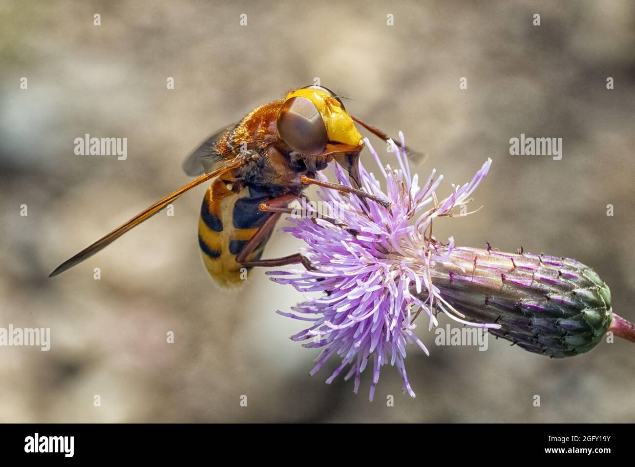 Hoverfly sitting in a meadow on a thistle. Stock Photo