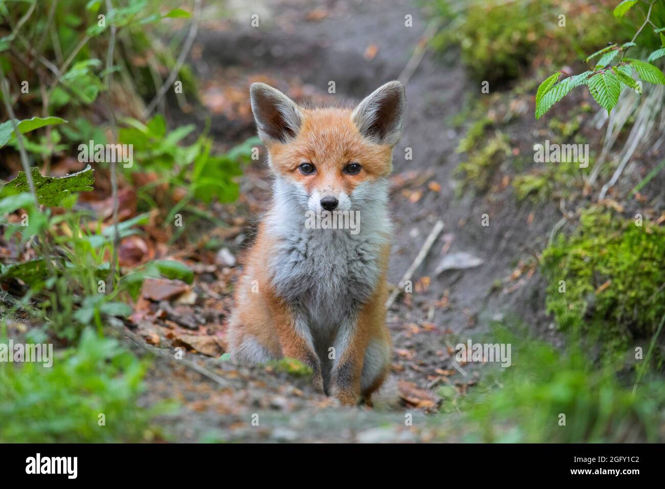Red fox cub den hires stock photography and images Alamy
