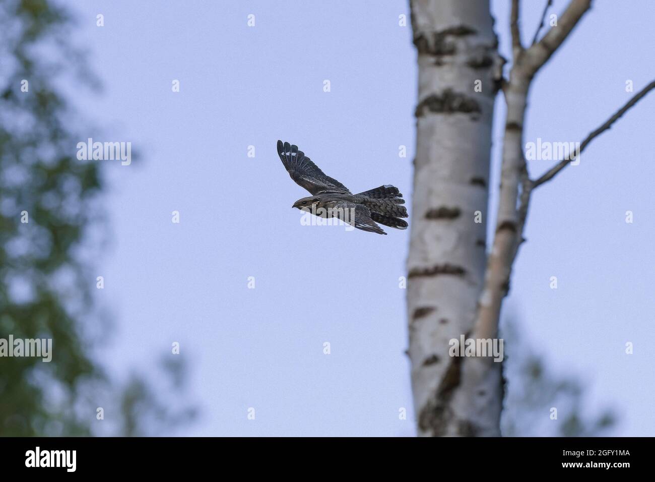 Goatsucker hi-res stock photography and images - Alamy