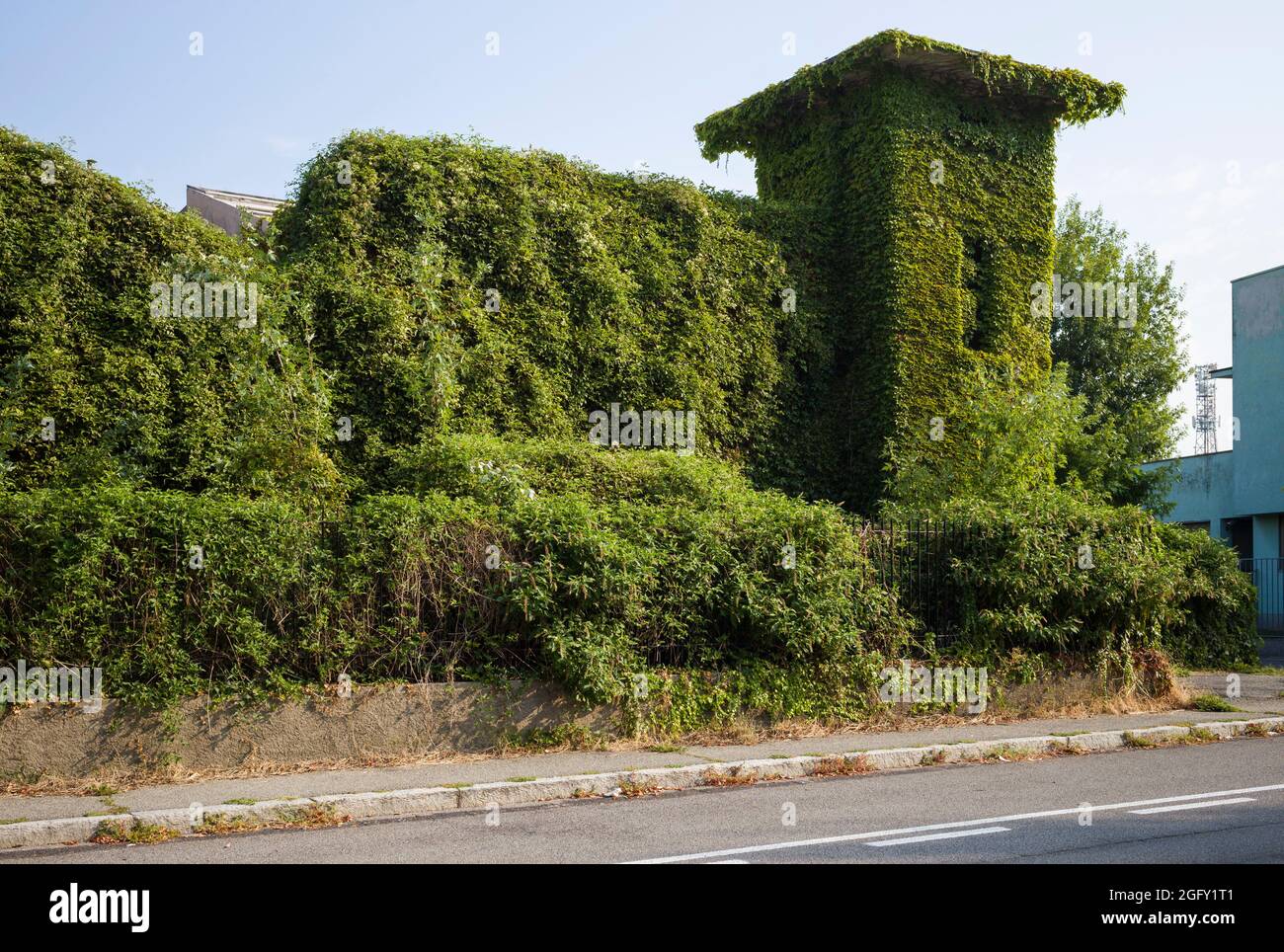 An abandoned, overgrown factory in Treviglio in Lombardy / Lombardia, covered in ivy / edera / Hedera Helix and other plants. Stock Photo