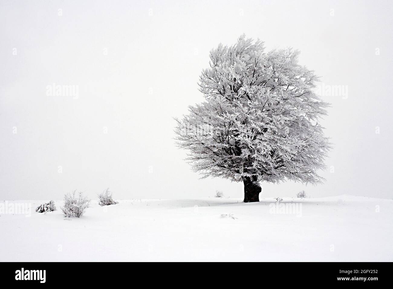 Winterscape with lonely tree Stock Photo