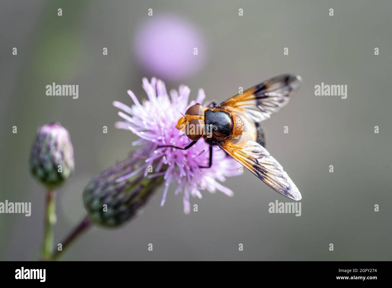 animal, background, beautiful, bee, black, bloom, blossom, bug, busy, closeup, cute, detail, diptera, ecology, entomology, eye, face, feeler, flora, f Stock Photo