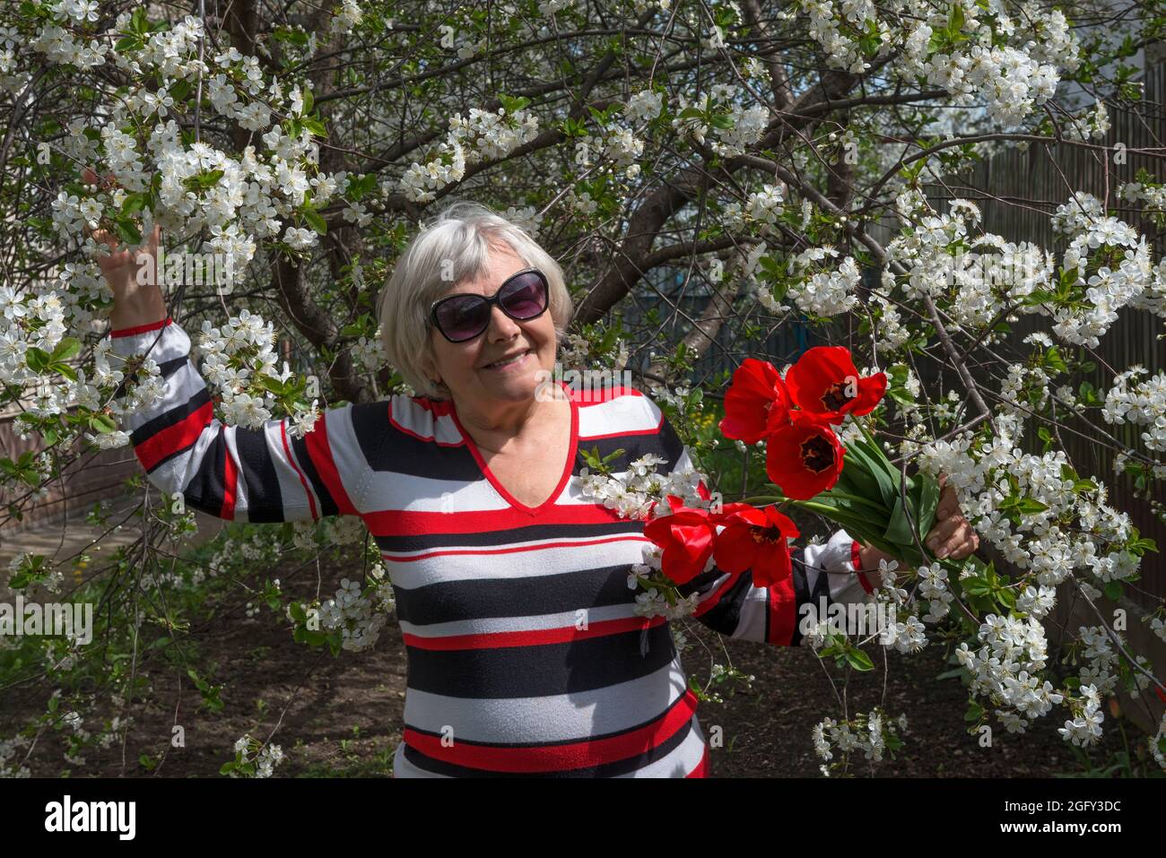 Half-length length portrait of  smiling elderly woman that is standing under blooming cherry tree with red tulips in her hands. Stock Photo
