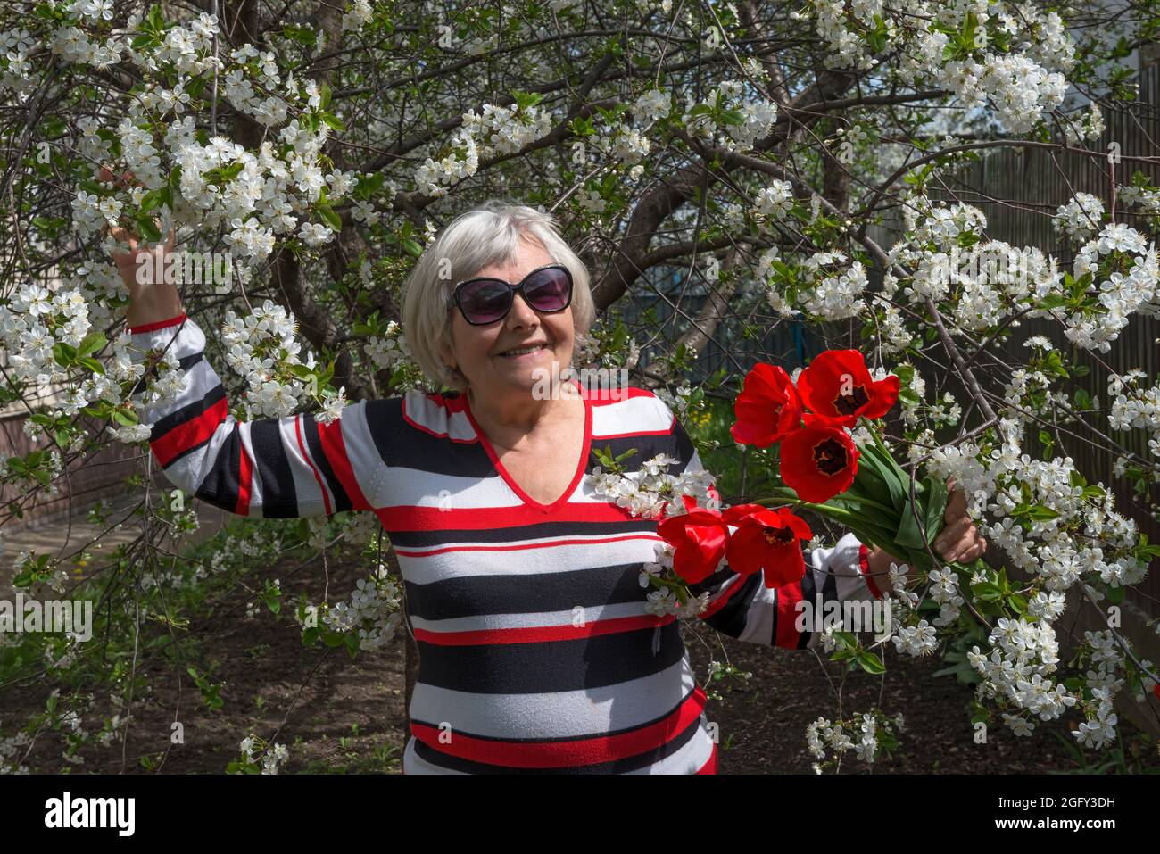 Half-length length portrait of  smiling elderly woman that is standing under blooming cherry tree with red tulips in her hands. Stock Photo