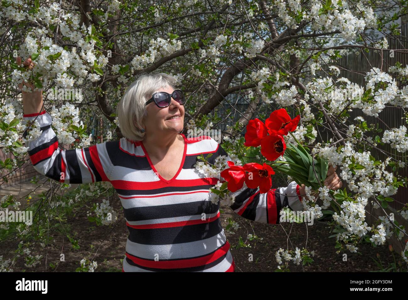 Half-length length portrait of  smiling elderly woman that is standing under blooming cherry tree with red tulips in her hands. Stock Photo