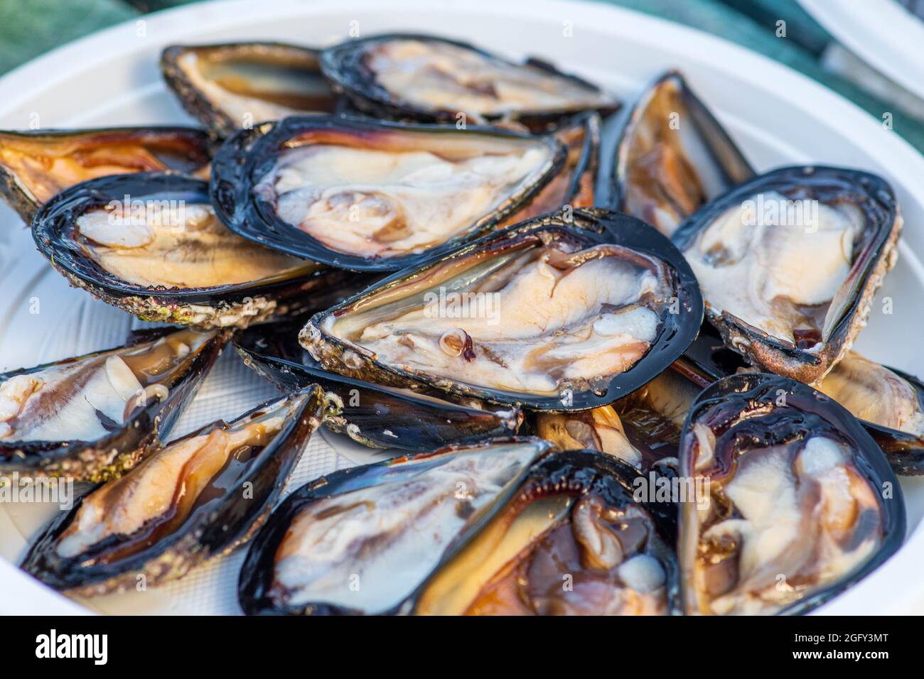 Opened by hand black raw mussels mollusk ready to eat in a plate in a fish market, sea fruits, sushi, close up Stock Photo