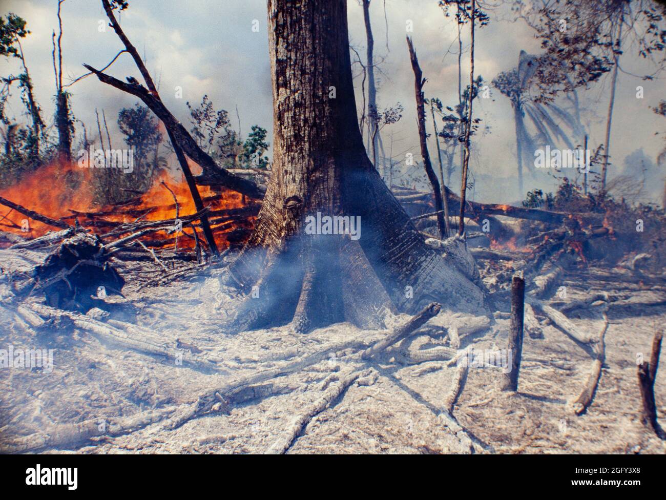 Flames and heat, detail of Amazon rainforest burning, environmental degradation caused by deforestation. Stock Photo