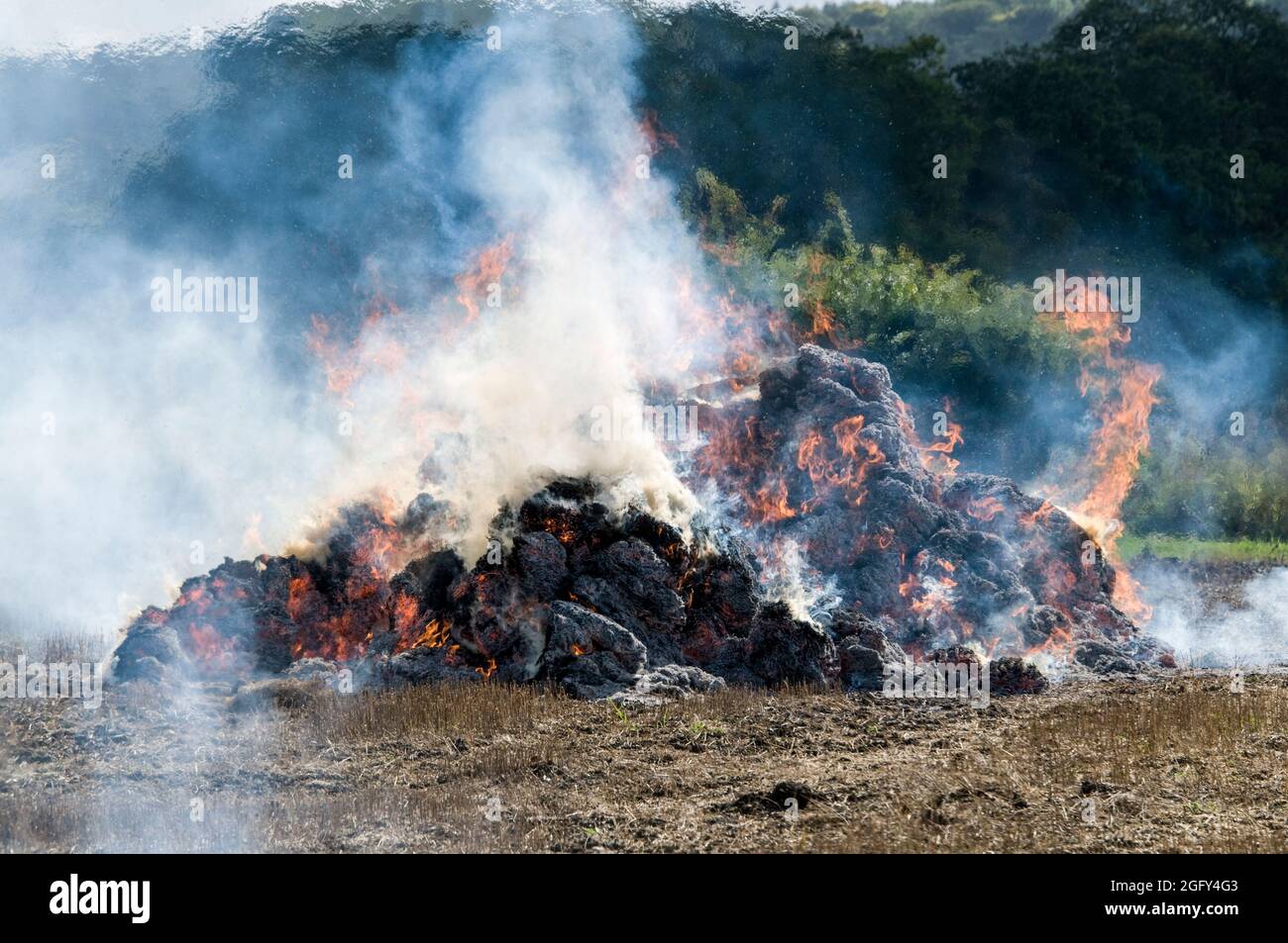 Burning linseed (Flaxseed) hay after the annual harvesting on a farm in Oxfordshire, Britain
