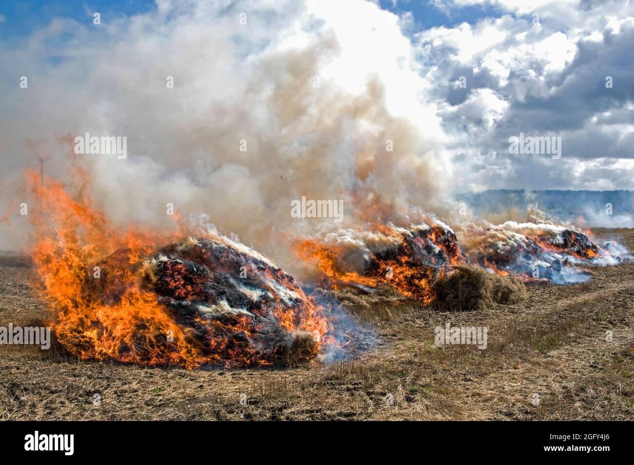 Burning linseed (Flaxseed) hay after the annual harvesting on a farm in Oxfordshire, Britain.  The linseed crop is exported to France and Holland as t Stock Photo