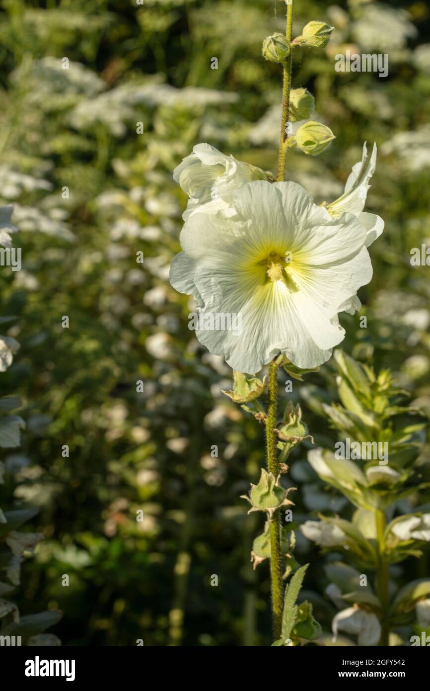 Delicate Alcalthaea suffrutescens ‘Parkallee', shrubby alcalthaea ‘Parkallee’ flowering in bright evening sunshine Stock Photo
