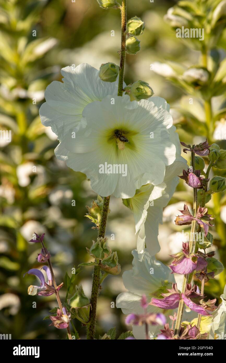 Delicate Alcalthaea suffrutescens ‘Parkallee', shrubby alcalthaea ‘Parkallee’ flowering in bright evening sunshine Stock Photo