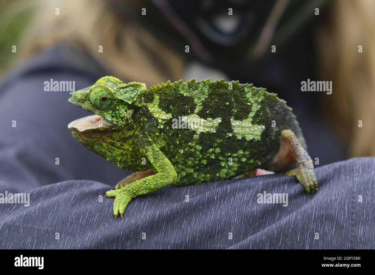 A female Jackson's (Kikuyu Three-horned) Chameleon on Maui Stock Photo