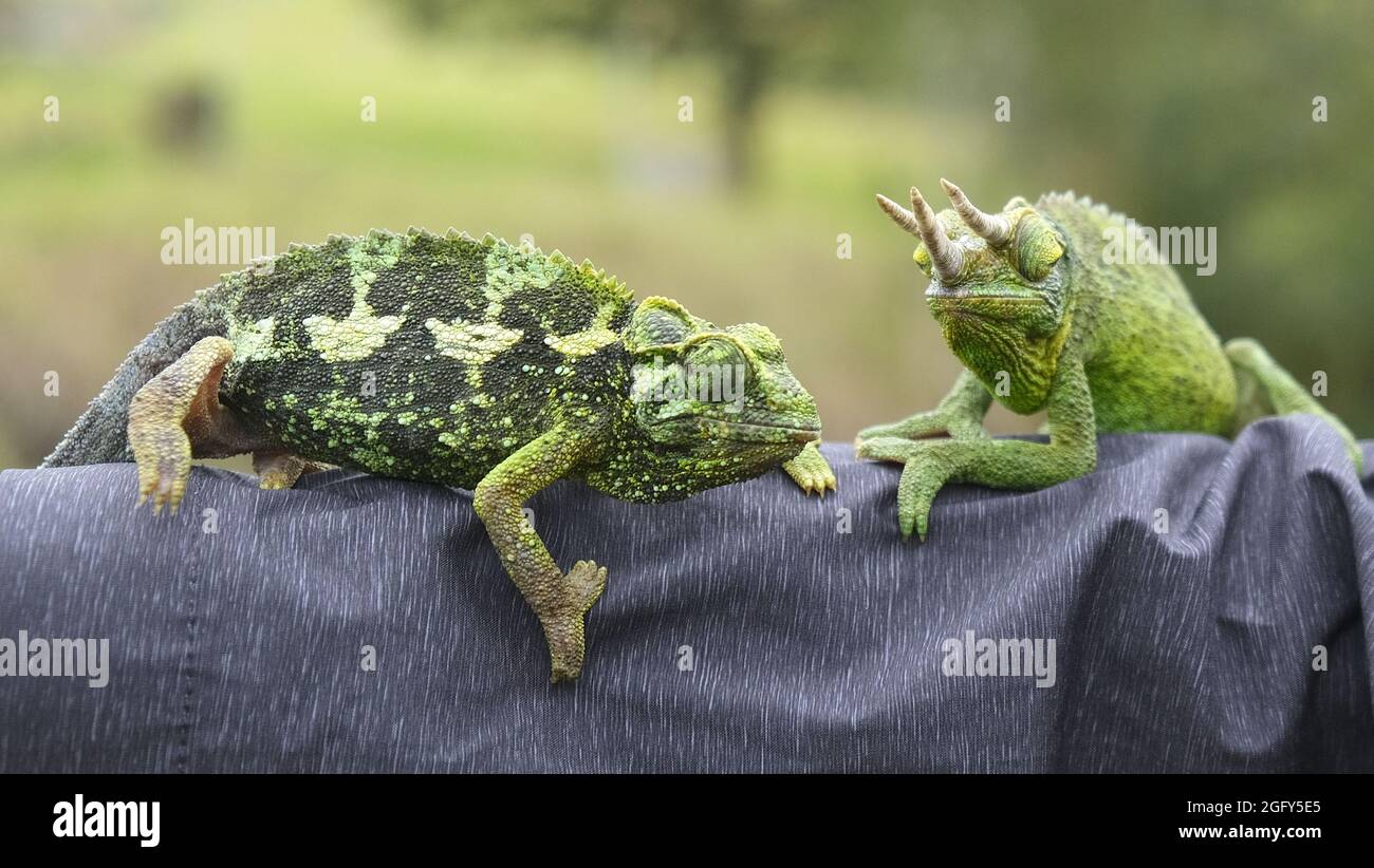 A pair of Jackson's Horned (or Kikuyu Three-Horned) Chameleons in Maui...the male has the horns Stock Photo