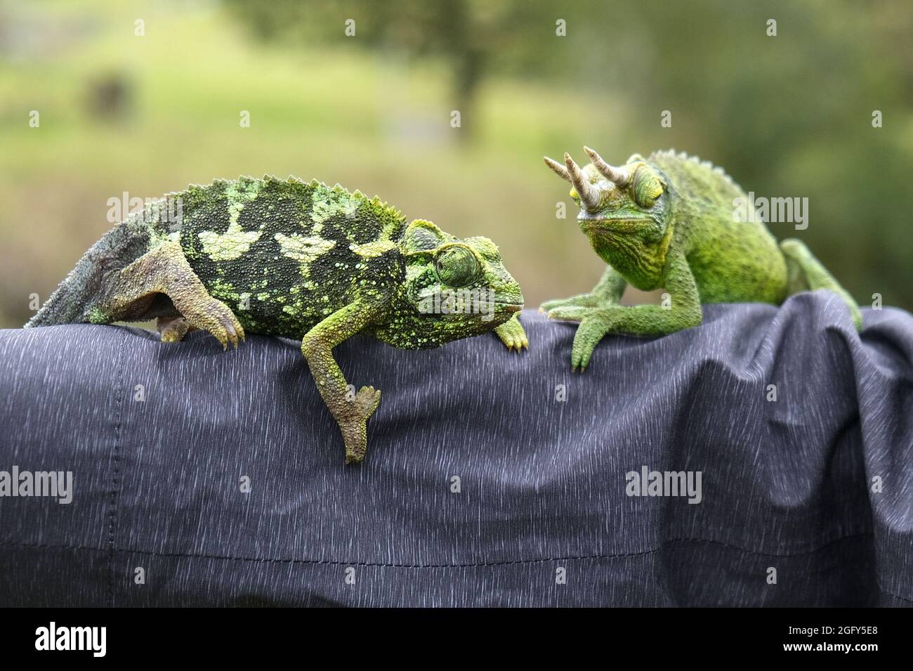 A pair of Jackson's Horned (or Kikuyu Three-Horned) Chameleons in Maui...the male has the horns Stock Photo