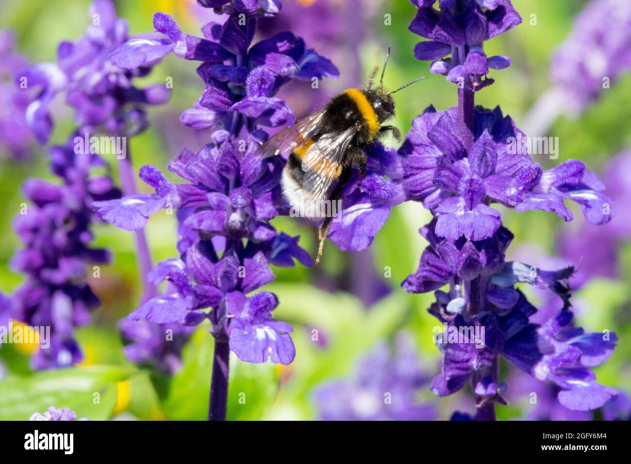 Bombus terrestris  large earth bumble bee on flower Blue Salvia Stock Photo