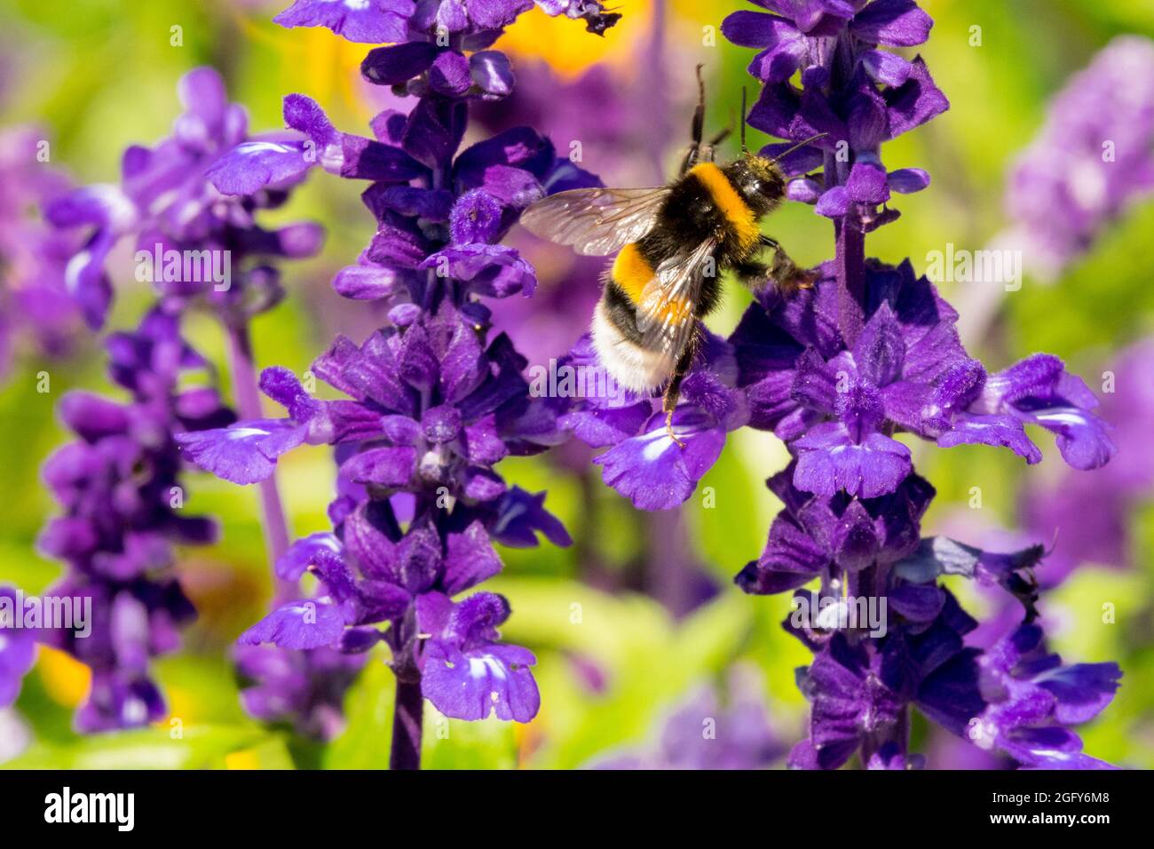 Bombus terrestris,  Buff-tailed bumblebee close up on flower Salvia Stock Photo