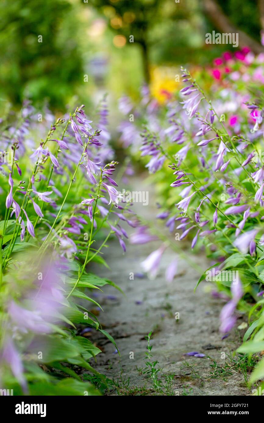 Purple flowers of Hosta Elegans. Bright looks like watercolor background. Selective focus. Vertical photo. Stock Photo