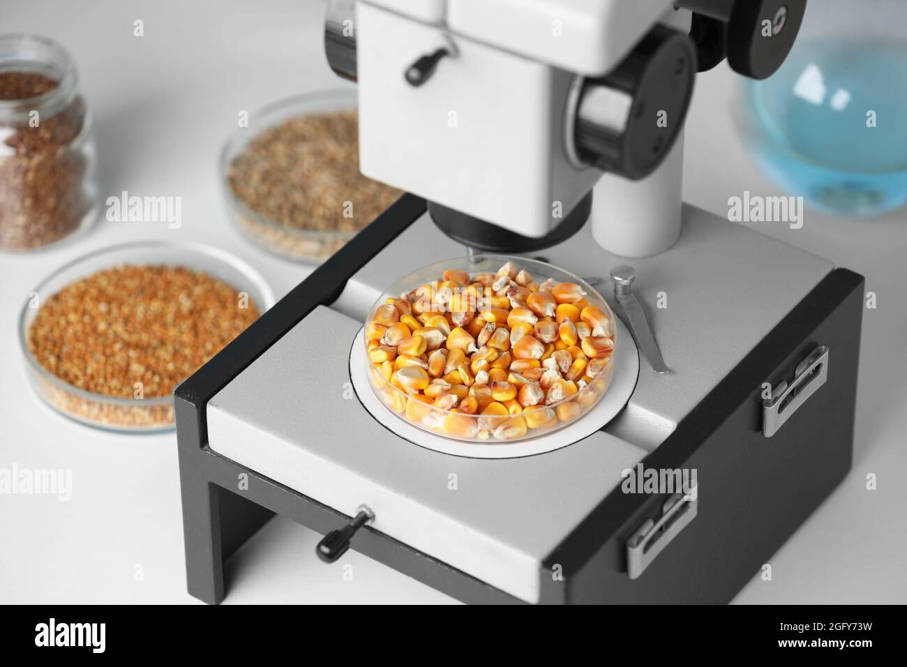 Microscope with cereal grains in Petri dish on table at laboratory