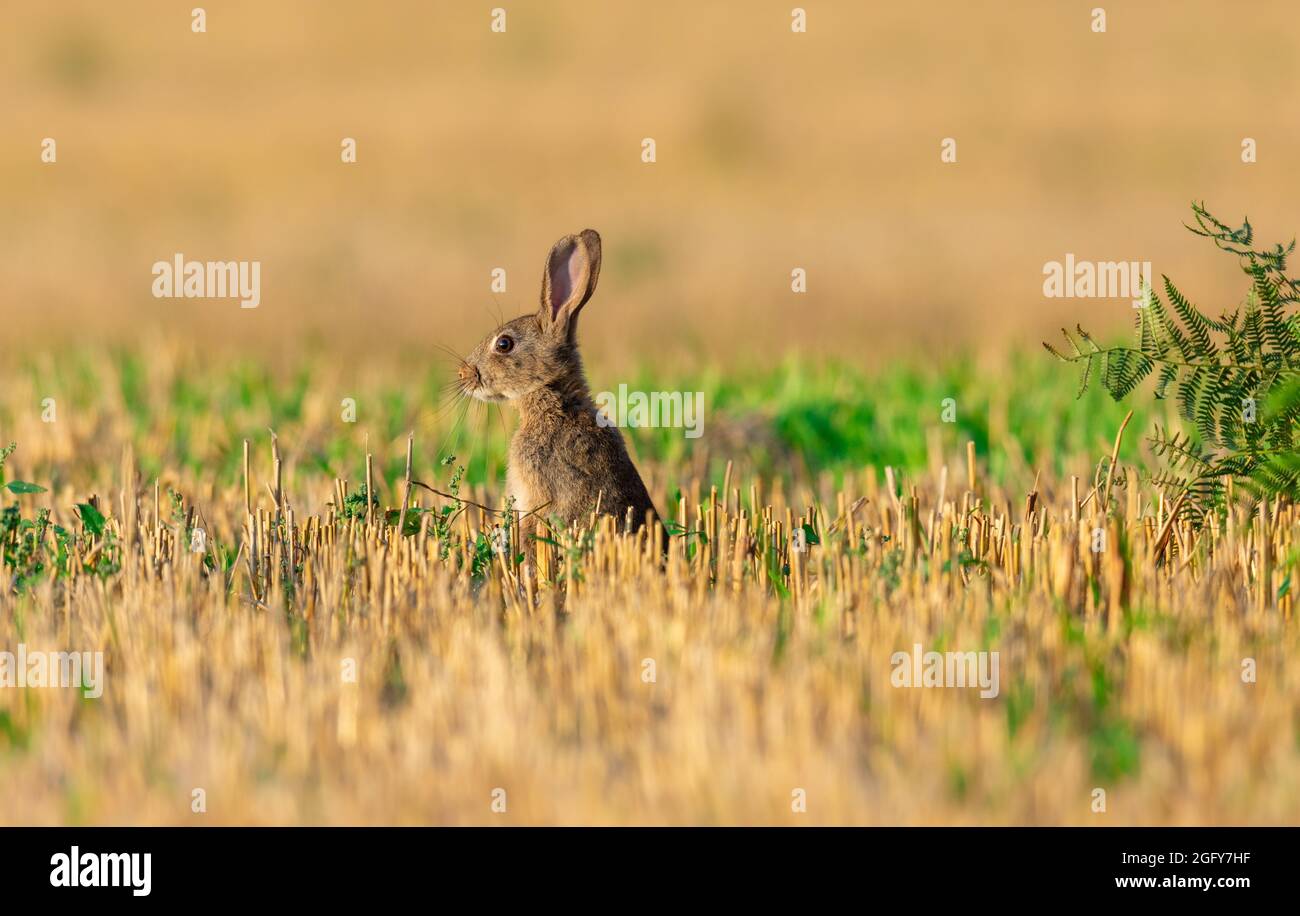 Rabbit in freshly cut Barely stubble. Stock Photo