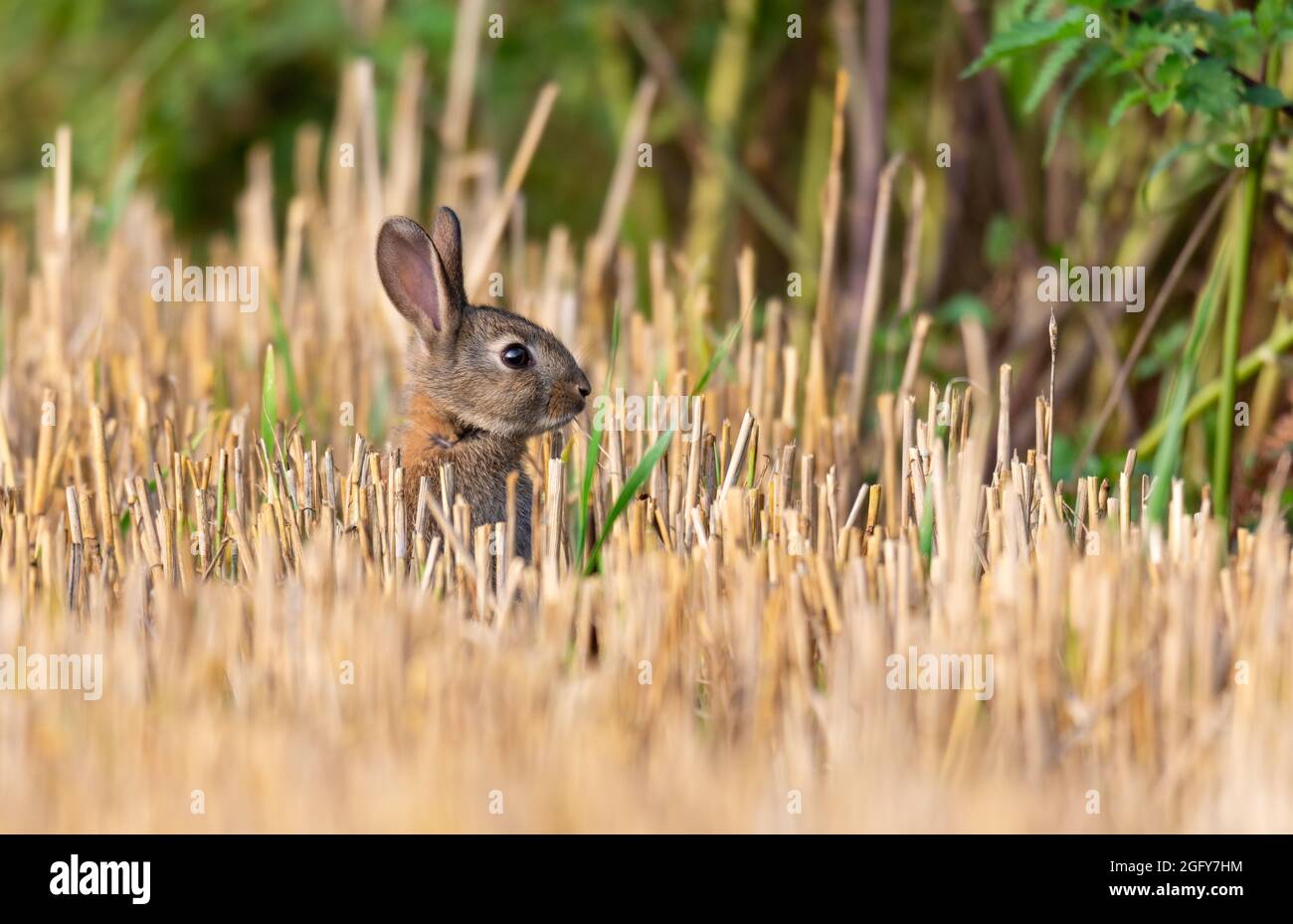 Rabbit in freshly cut Barely stubble. Stock Photo