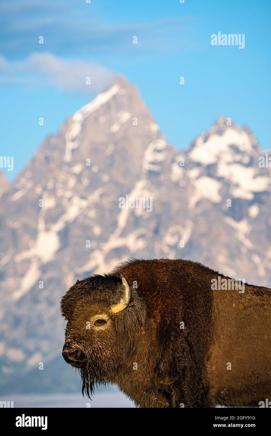 Bison Stock Photo