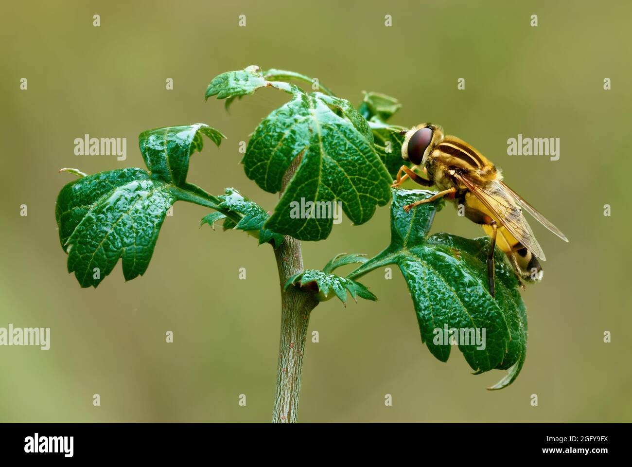 Large Tiger Hoverfly close Up. Sitting motionless on a leaf with water drops after rain. Blurred background with copy space. Helophilus trivittatus. Stock Photo