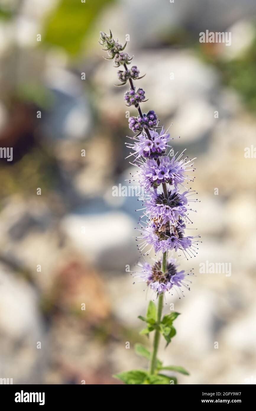 Lamiaceae mint family hires stock photography and images Alamy